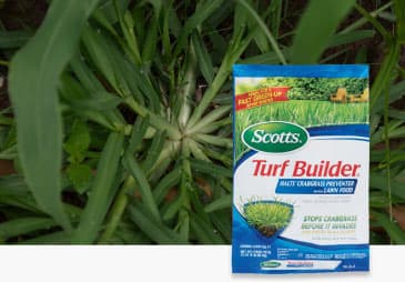 Crabgrass