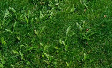 Controlling Lawn Weeds